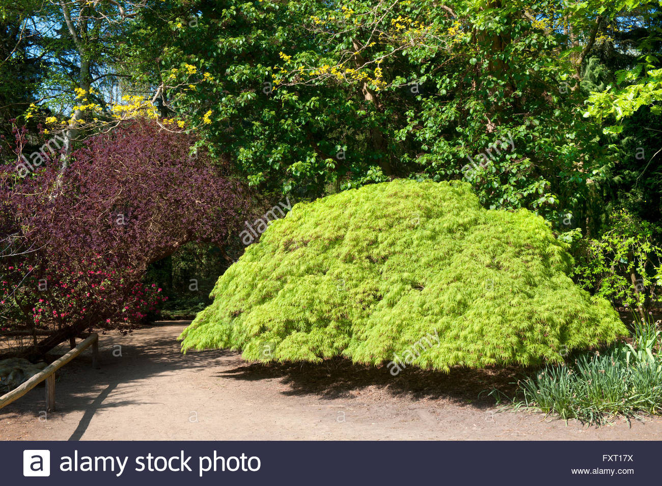 Forstbotanischer Garten Köln
 Deutschland Nordrhein Westfalen Köln Rodenkirchen