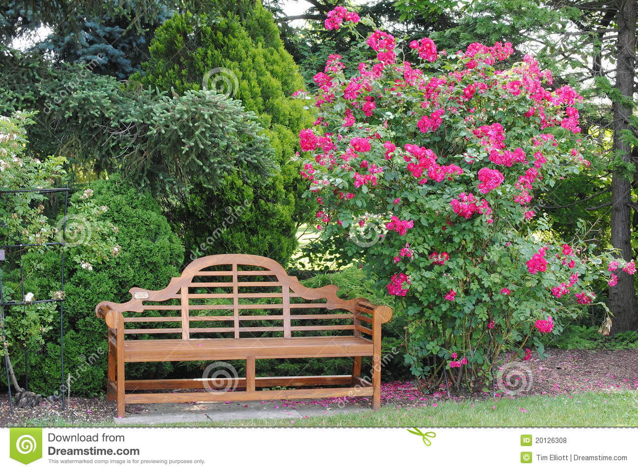 Garten Bank
 Rosenbusch Und Eine Garten Bank Stockfoto Bild von busch