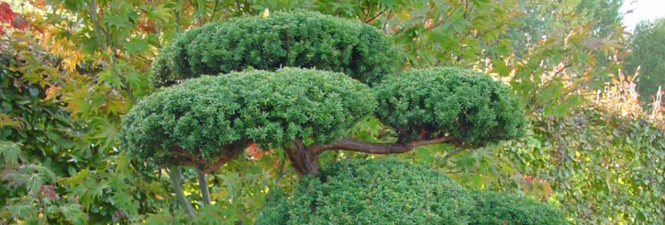 Garten Bäume
 Japanischer Garten Bäume