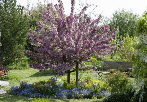 Garten Bäume
 Baum pflanzen in 6 Schritten