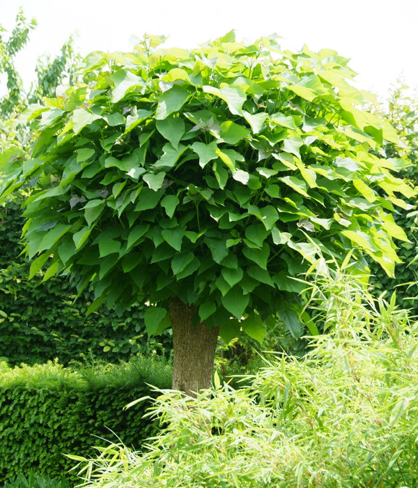 Garten Bäume
 Bäume im Garten – Zierde und Schattenspender bauen