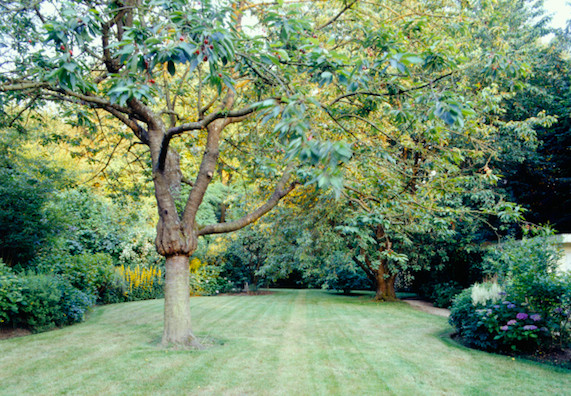 Garten Bäume
 Bäume richtig pflanzen