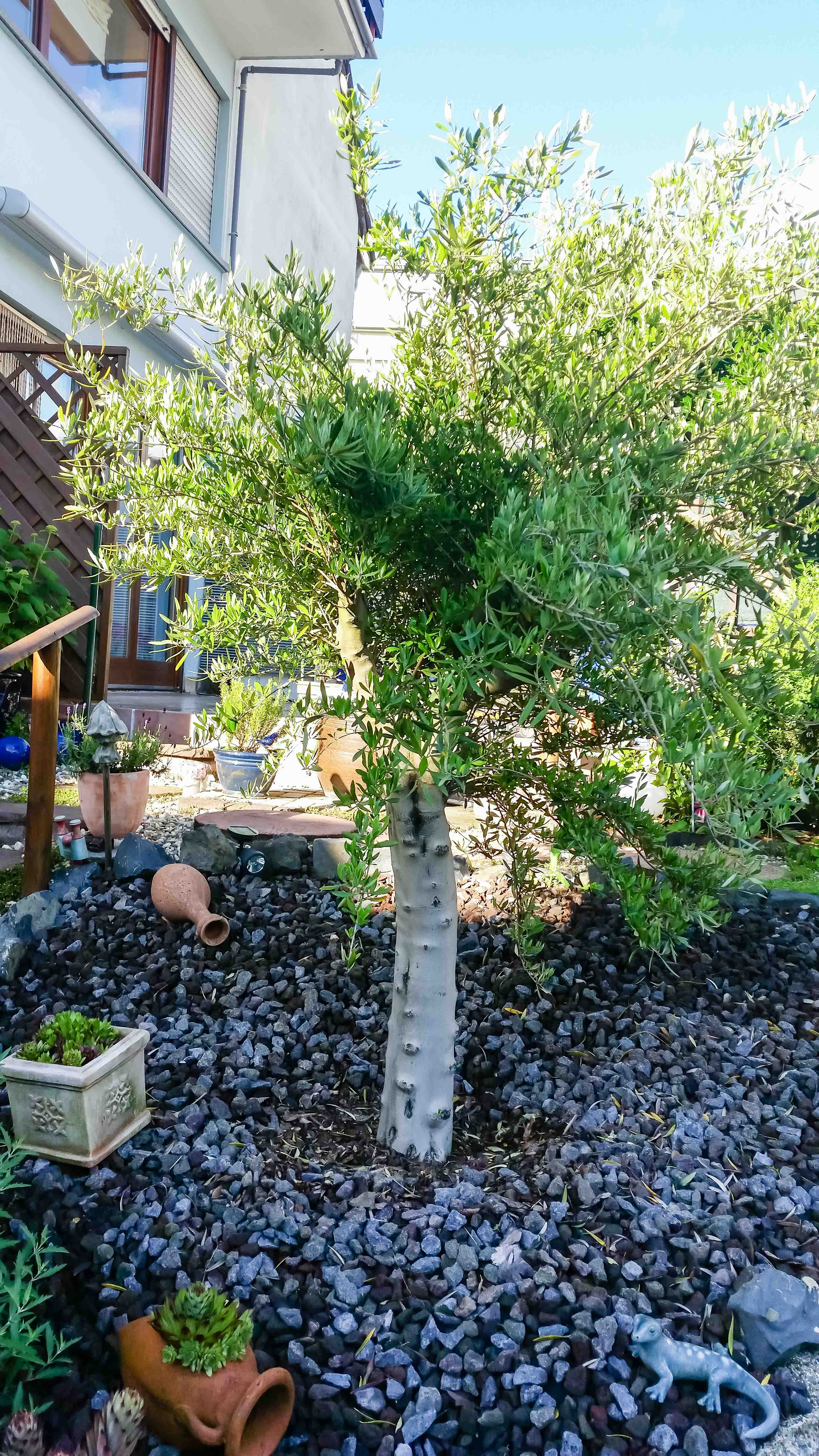 Garten Pflanzen
 Olivenbaum pflanzen So gelingt Auspflanzung in