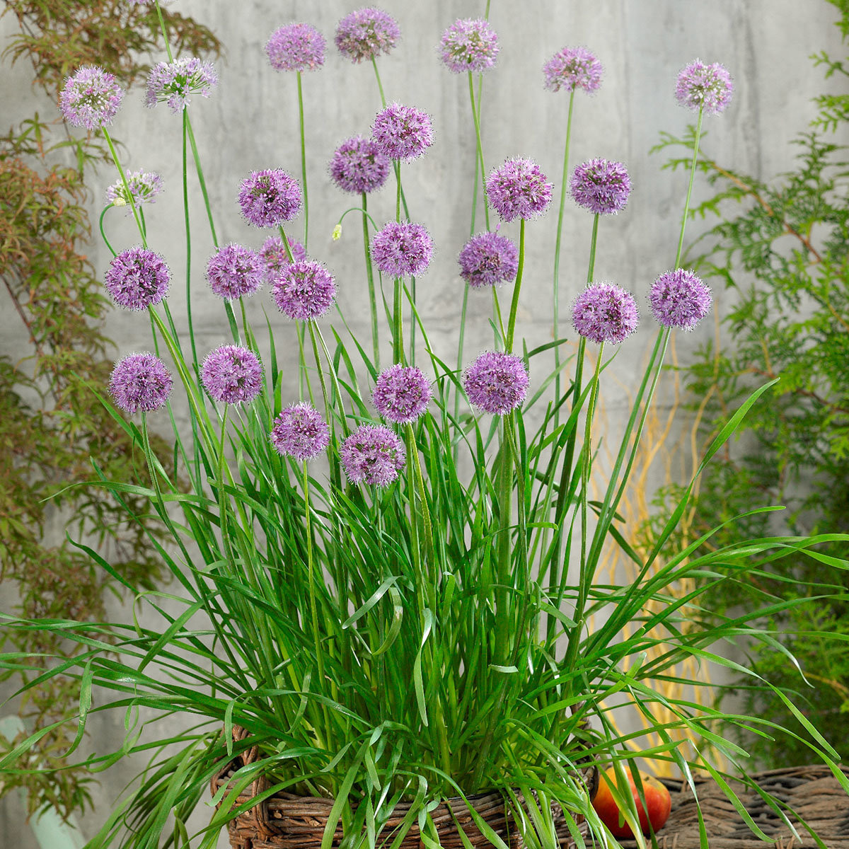 Garten Pötschke
 Garten Knofi Blattlauch online kaufen bei Gärtner Pötschke