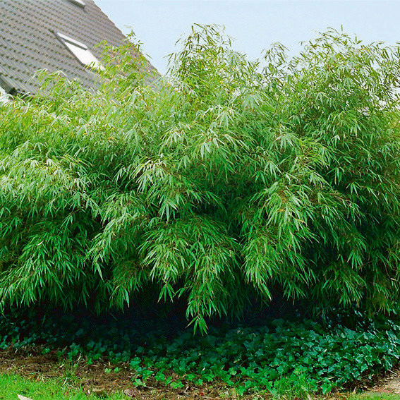 Garten Pötschke
 Garten Bambus Rufa online kaufen bei Gärtner Pötschke