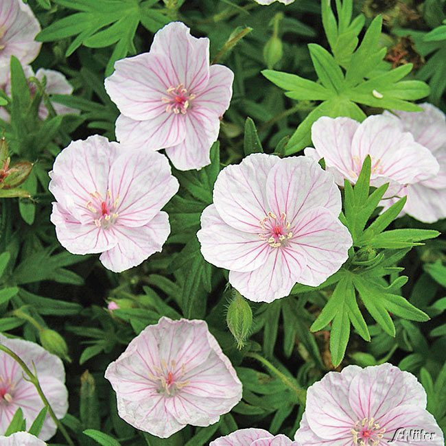 Garten Schlüter
 Storchschnabel Apfelblüte Geranium sanguineum