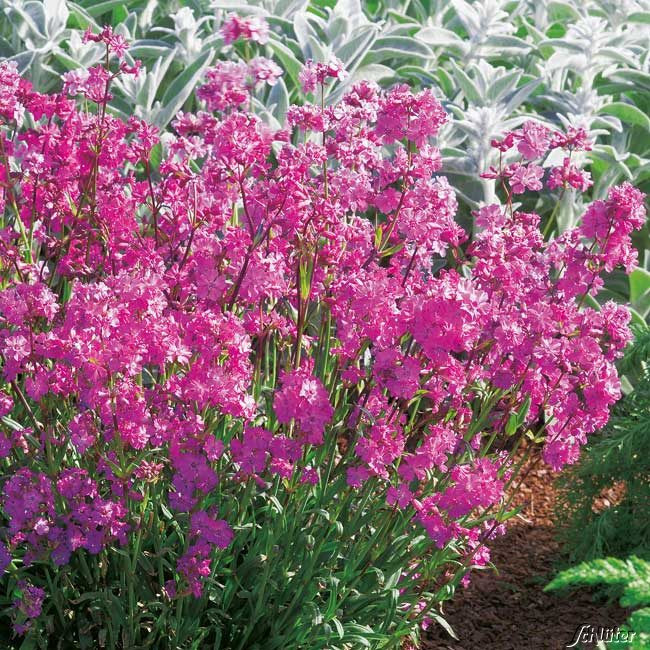 Garten Schlüter
 Garten Pechnelke Lychnis viscaria Schnittstauden