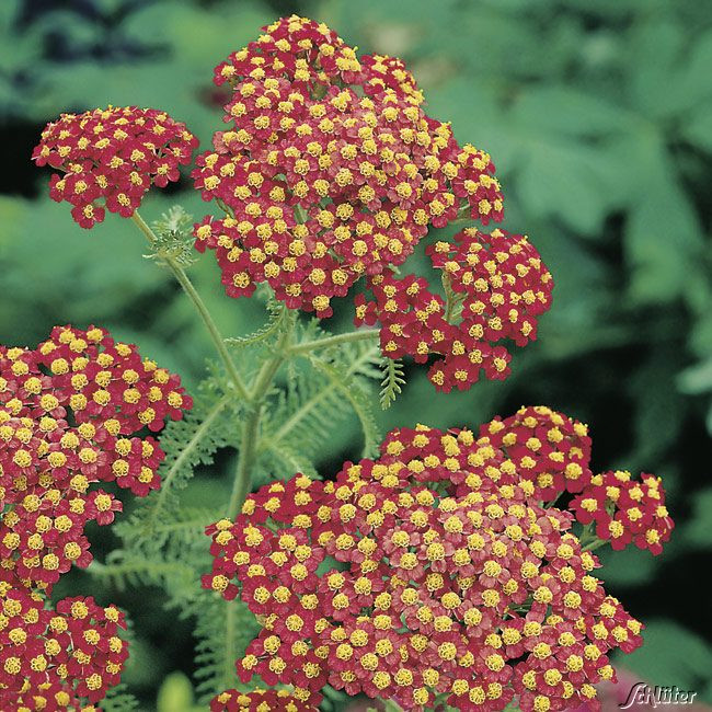 Garten Schlüter
 Schafgarbe Paprika Achillea millefolium