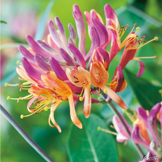 Garten Schlüter
 Geißblatt Goldflame Lonicera heckrottii Goldflame