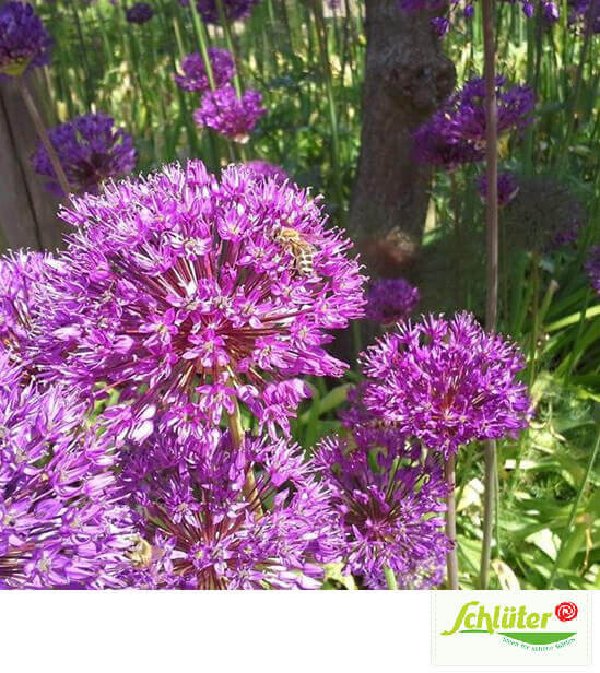 Garten Schlüter
 Garten Schlüter Pflanzenversand Gutschein Rabatte