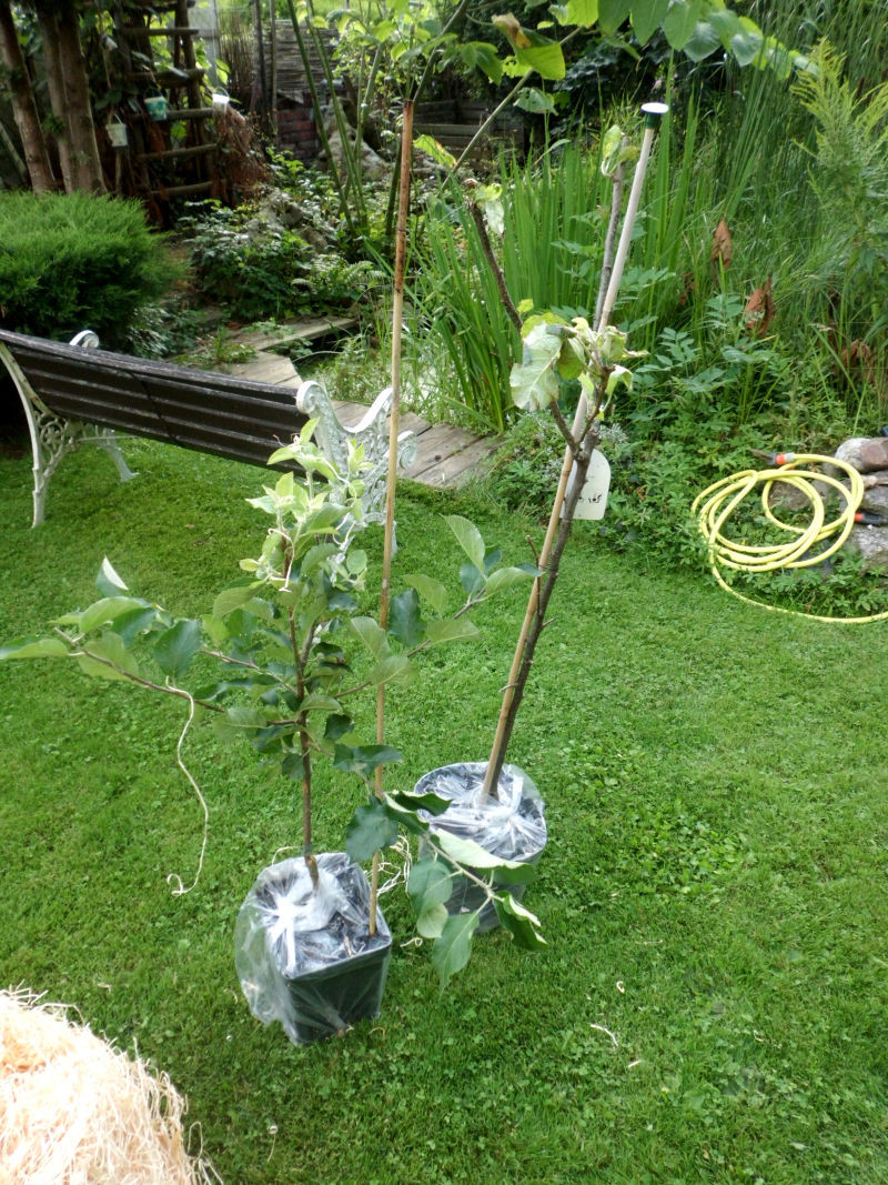 Garten Schlüter
 Unsere Erfahrungen mit Garten Schlüter GartenBob der