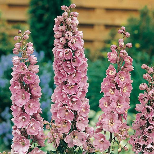 Garten Schlüter
 Ritters Astolat Delphinium pacific Astolat