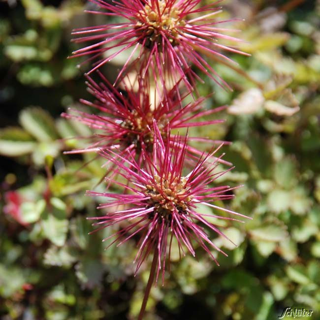 Garten Schlüter
 Stachelnüsschen Acaena microphylla Schneckenresistente