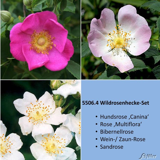 Garten Schlüter
 Wildrosenhecke SET Rosa Blüten Hecken