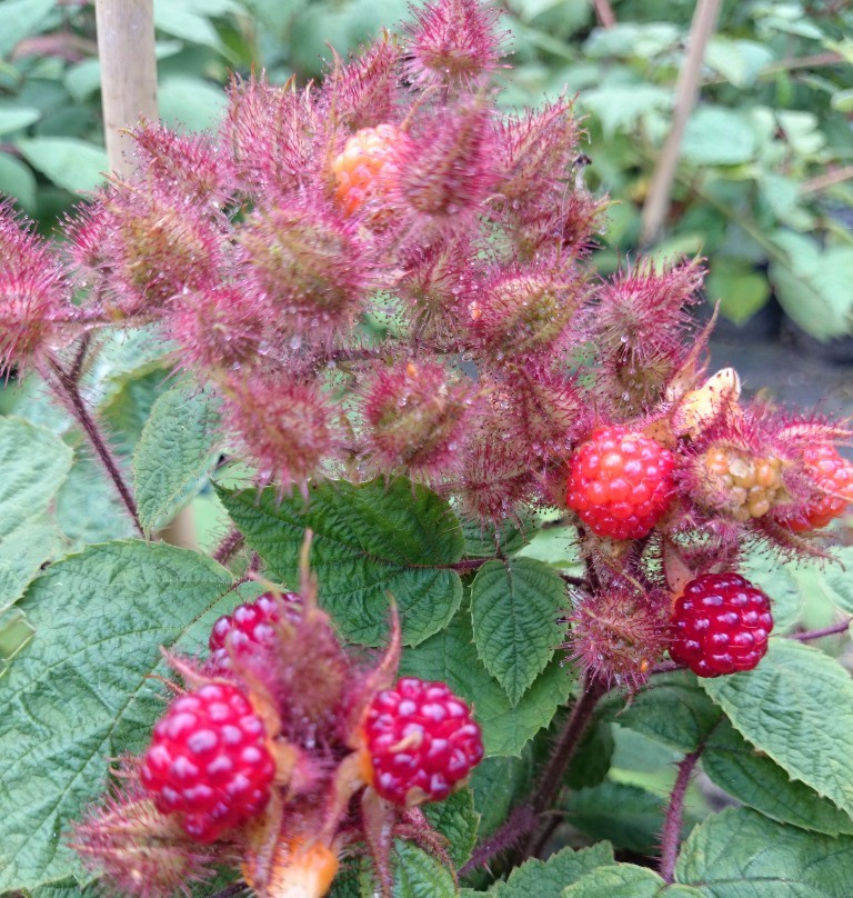 Garten Shop
 Exotische Pflanzen