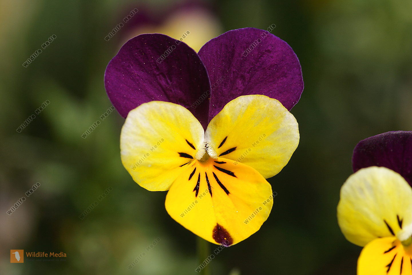 Garten Stiefmütterchen
 Bestellen Garten Stiefmütterchen Viola × wittrockiana