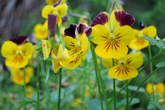 Garten Stiefmütterchen
 Garten Stiefmütterchen Viola Pflanzen und Pflege