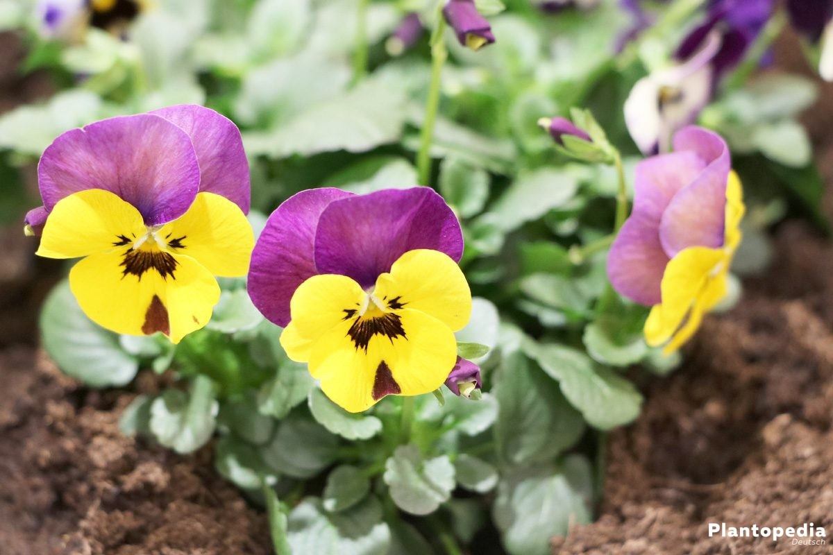 Garten Stiefmütterchen
 Garten Stiefmütterchen Viola Pflanzen und Pflege