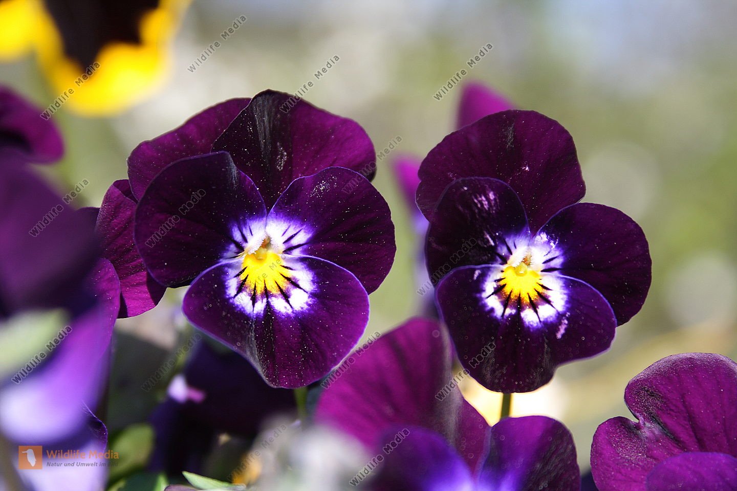 Garten Stiefmütterchen
 Bestellen Garten Stiefmütterchen Viola × wittrockiana