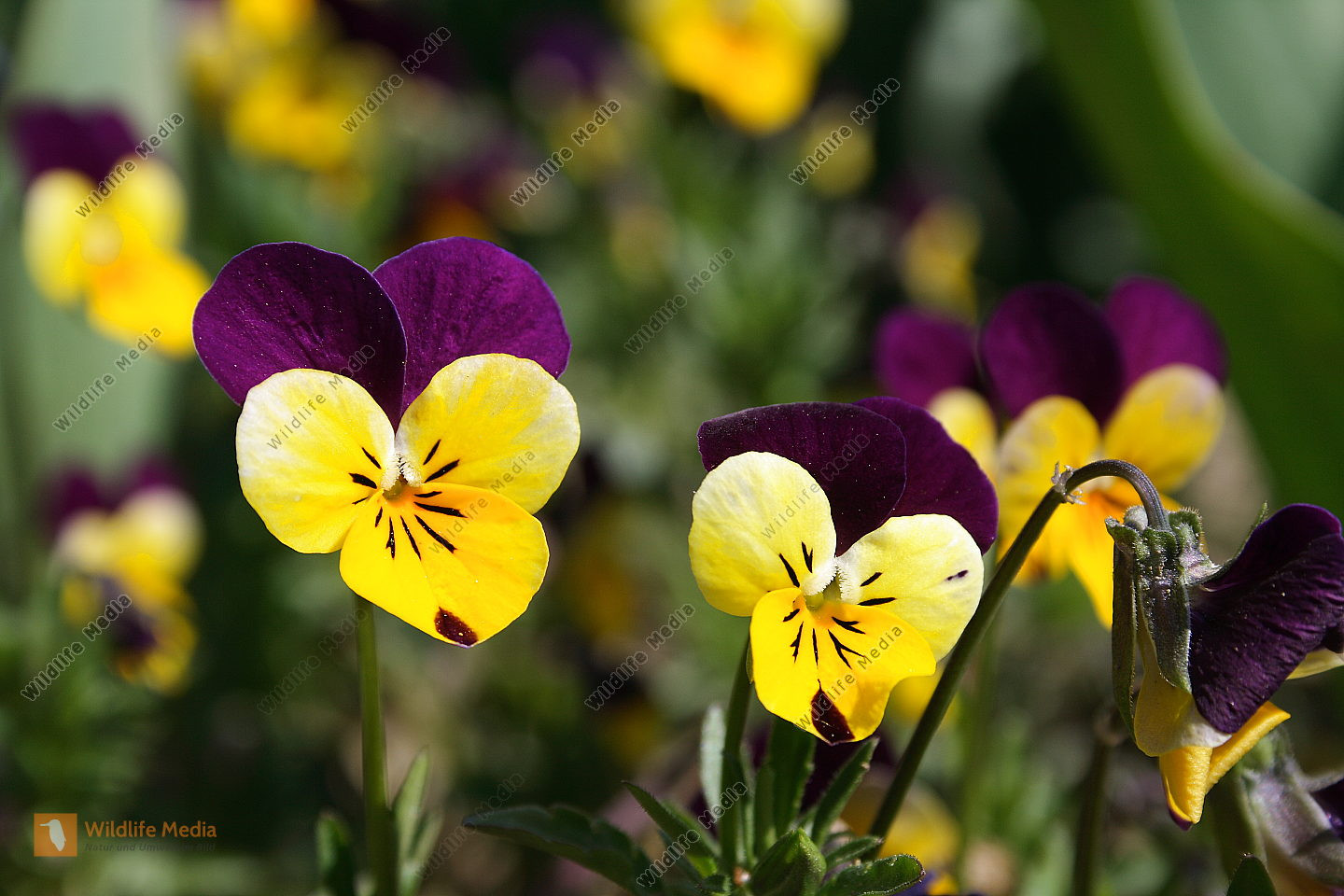 Garten Stiefmütterchen
 Bestellen Garten Stiefmütterchen Viola × wittrockiana