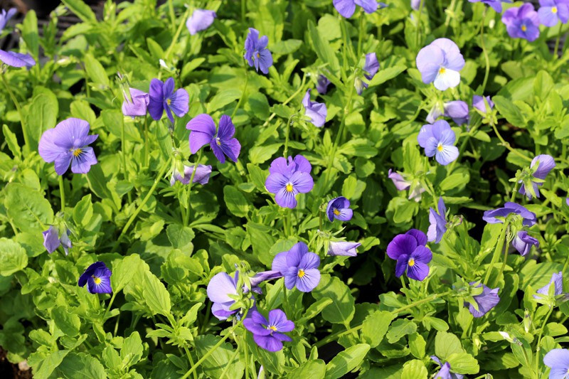 Garten Stiefmütterchen
 Garten Stiefmütterchen Blaue Schönheit Viola cornuta