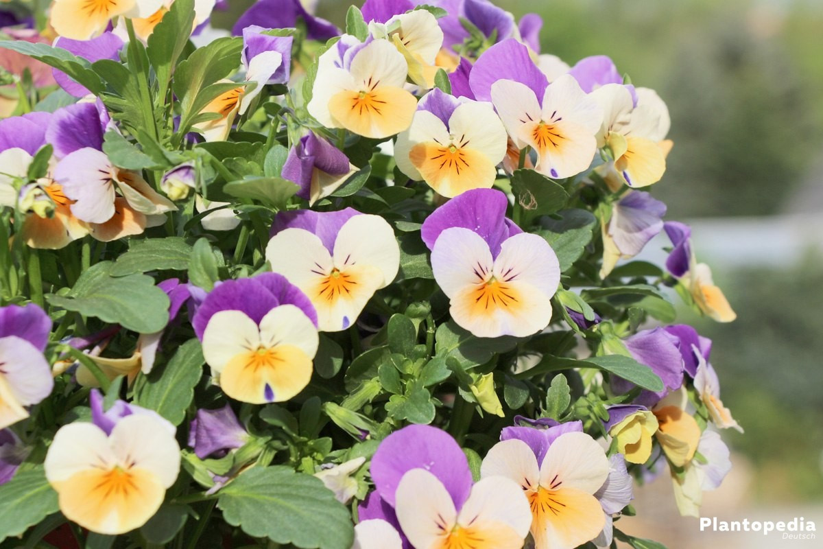 Garten Stiefmütterchen
 Garten Stiefmütterchen Viola Pflanzen und Pflege