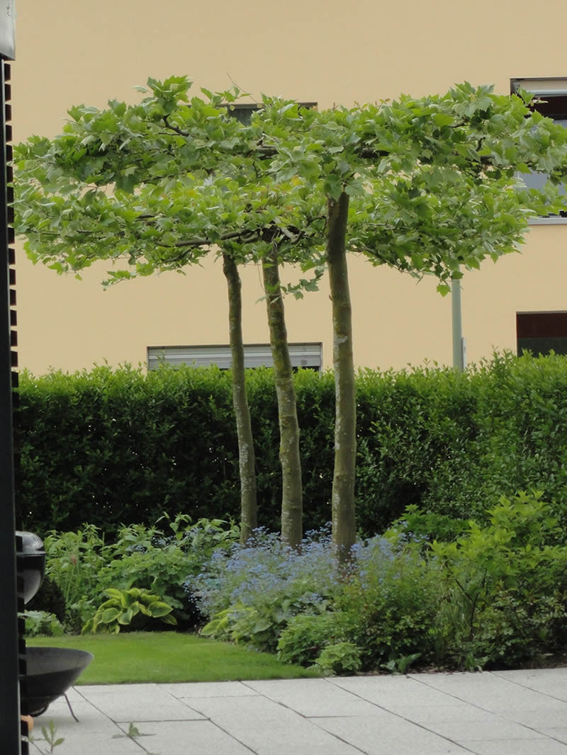 Garten Und Wohnen
 Landschaftsarchitektur Dietlikon Feng Shui Beratungen