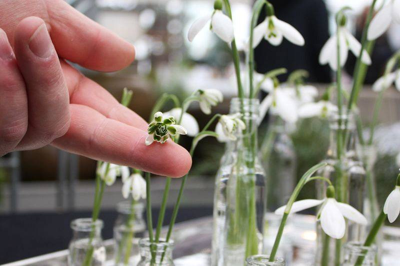 Garten Von Ehren
 Frühjahres Markttage im Garten von Ehren am 1 Märzwochenende