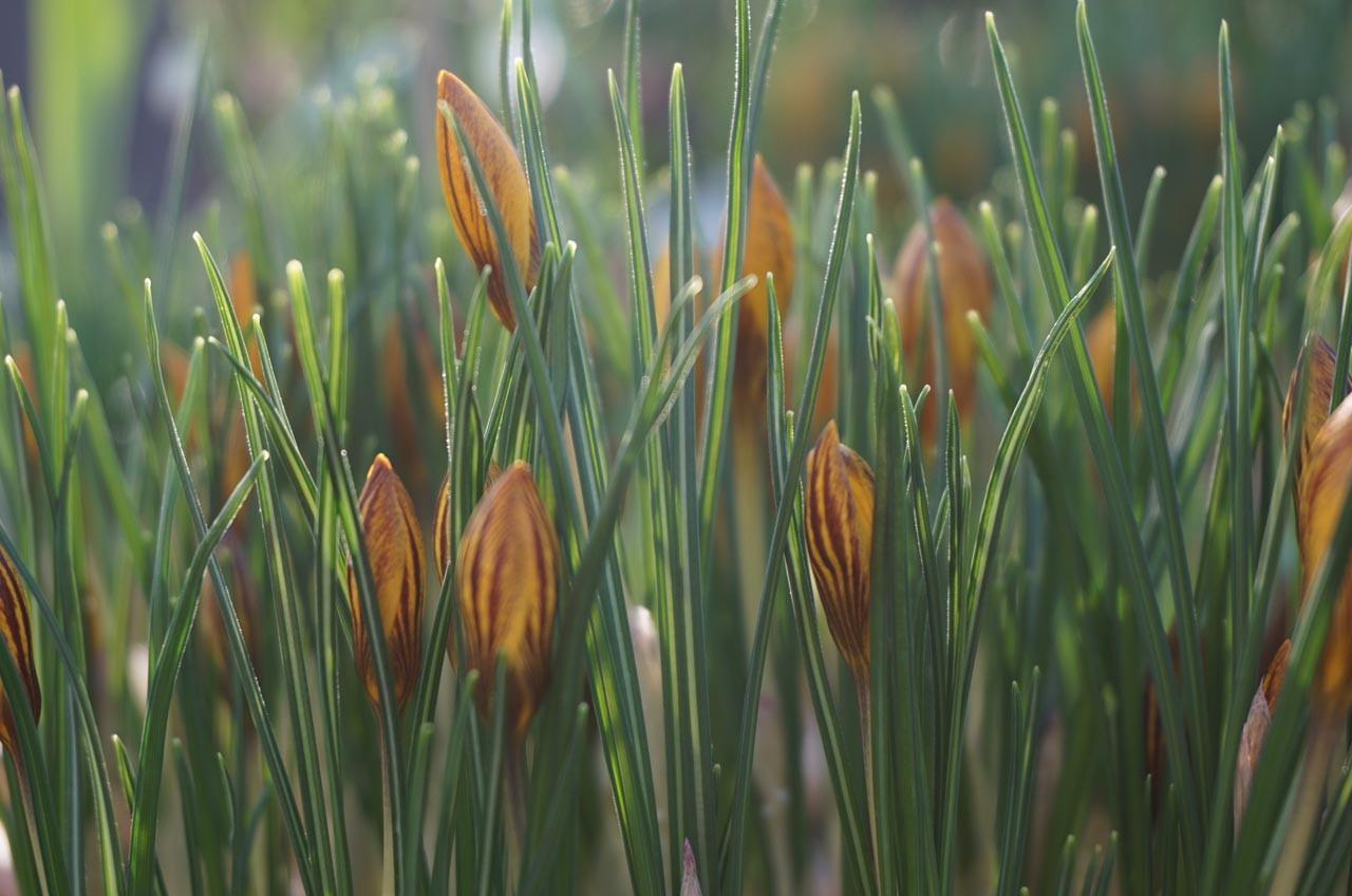 Garten Von Ehren
 Was blüht aktuell im Garten von Ehren