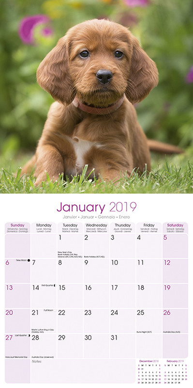 Geschenke 2018.De
 Hundekalender Irish Setter Hundekalender 2019 by