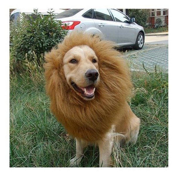 Geschenke Für Hunde
 Löwenmähne für Hunde Geschenk für