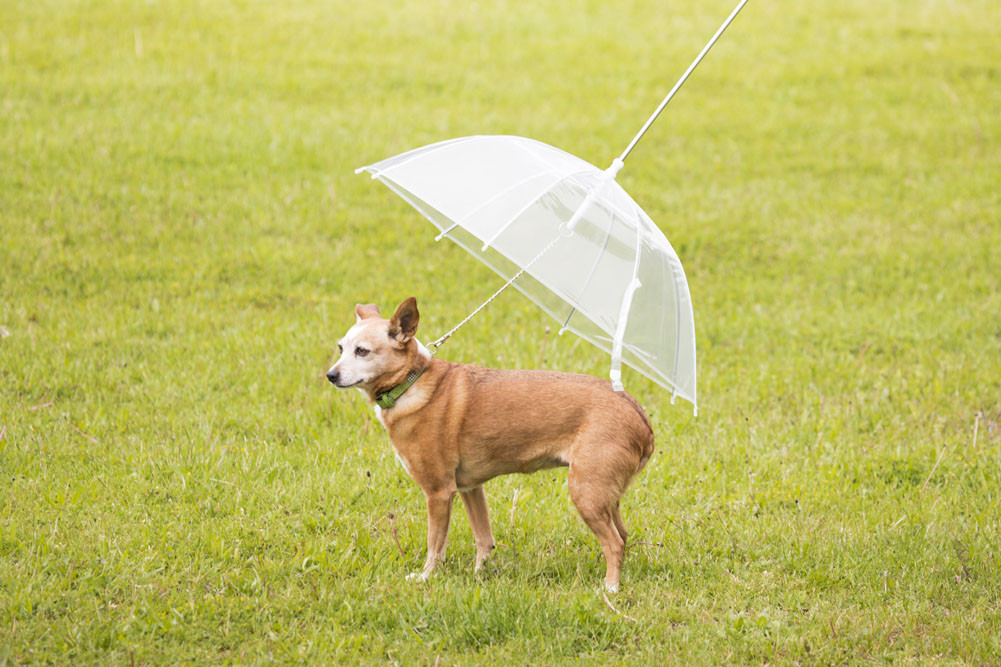 Geschenke Für Hunde
 Hunde Regenschirm Hunderegenschirm für Hunde