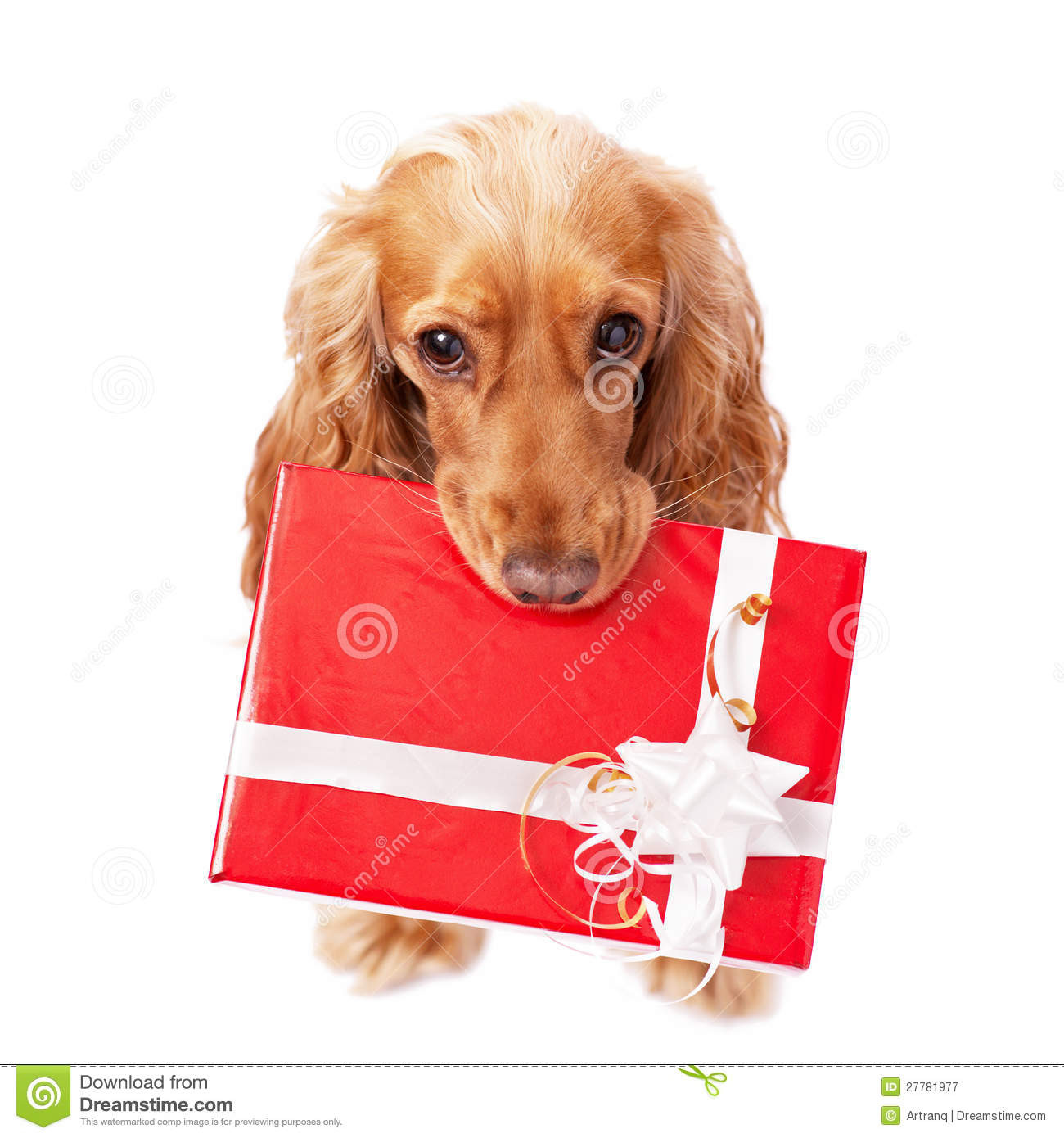 Geschenke Für Hunde
 Geschenke Für Hunde