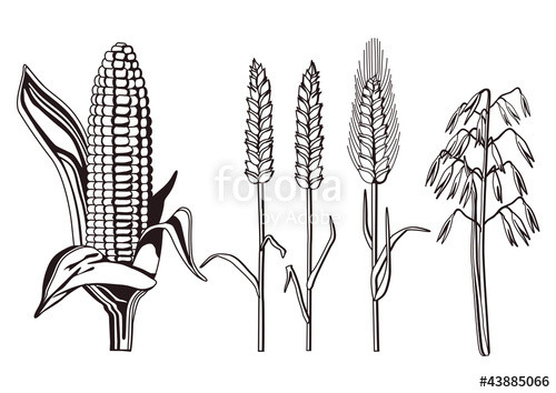 Getreidesorten Ausmalbilder
 "Getreide Sorten" Stockfotos und lizenzfreie Vektoren auf