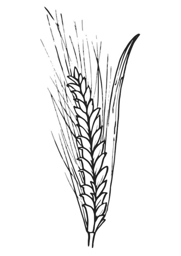 Getreidesorten Ausmalbilder
 Dibujo para colorear trigo Img