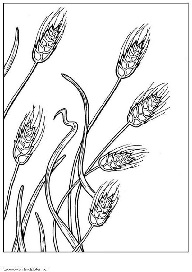 Getreidesorten Ausmalbilder
 Dibujo para colorear Trigo Img 3905