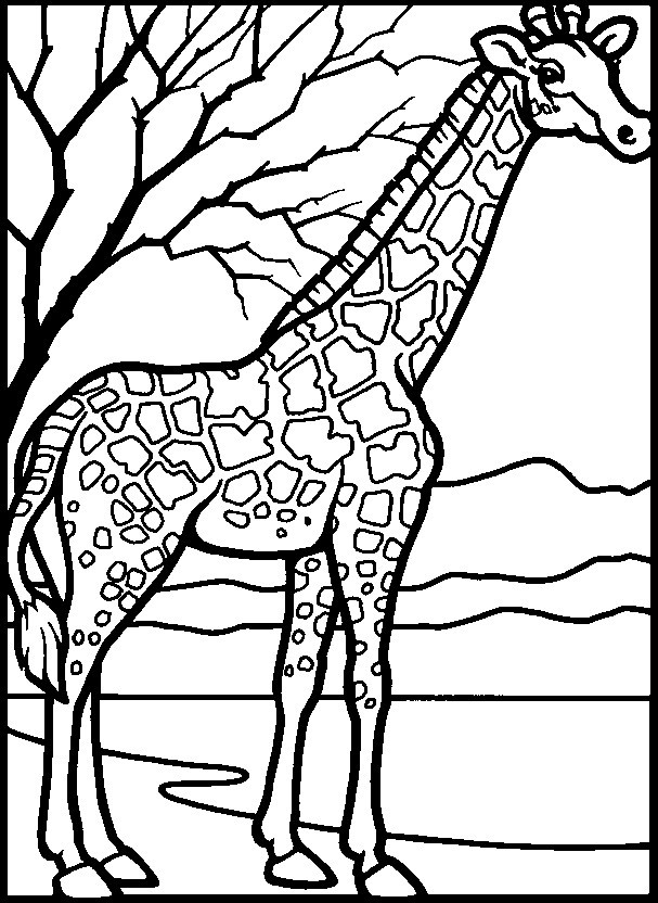 Giraffe Ausmalbilder
 Ausmalbilder giraffe kostenlos Malvorlagen zum