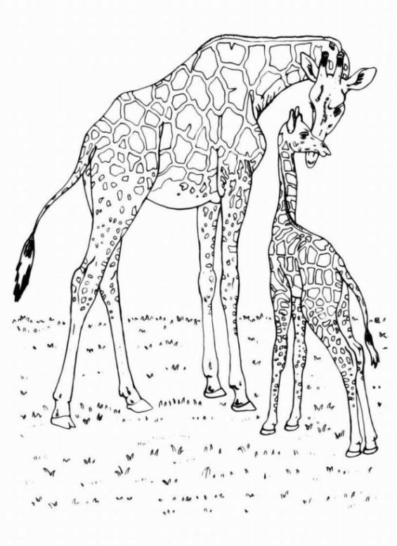 Giraffe Ausmalbilder
 Vorlagen zum Ausdrucken Ausmalbilder Giraffe Malvorlagen 1