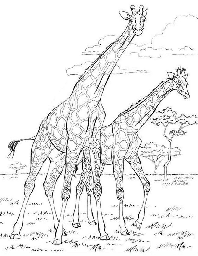 Giraffen Ausmalbilder
 Giraffen Coloring