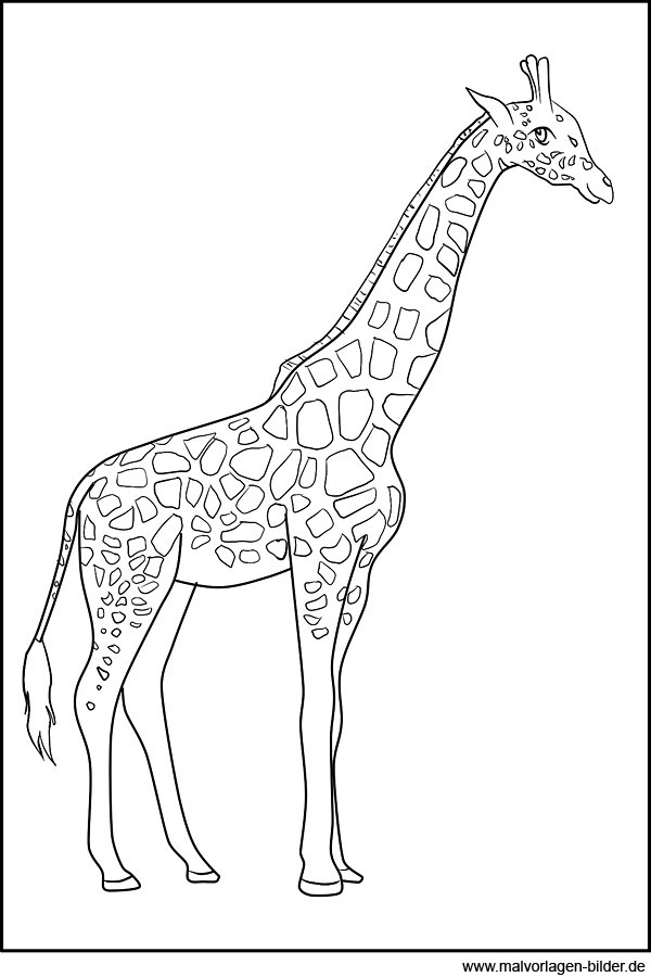 Giraffen Ausmalbilder
 Giraffe Malvorlagen zum Ausdrucken