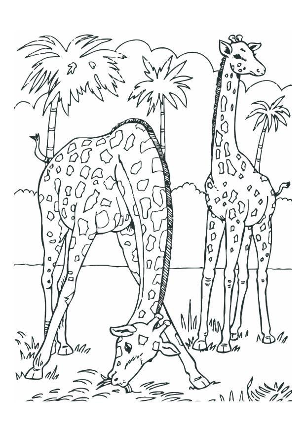 Giraffen Ausmalbilder
 Dibujo para colorear Jirafas Img