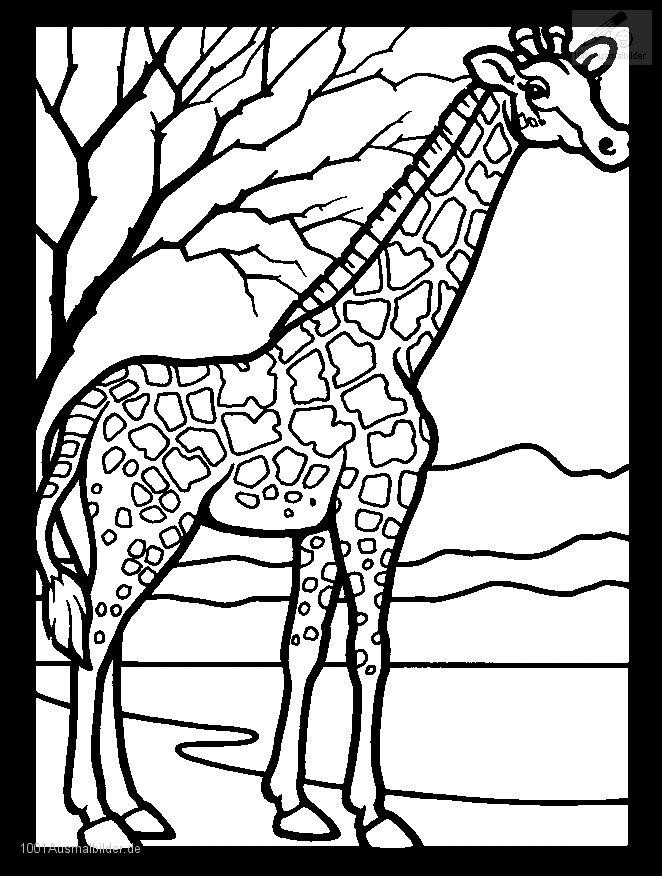 Giraffen Ausmalbilder
 Ausmalbild Giraffe