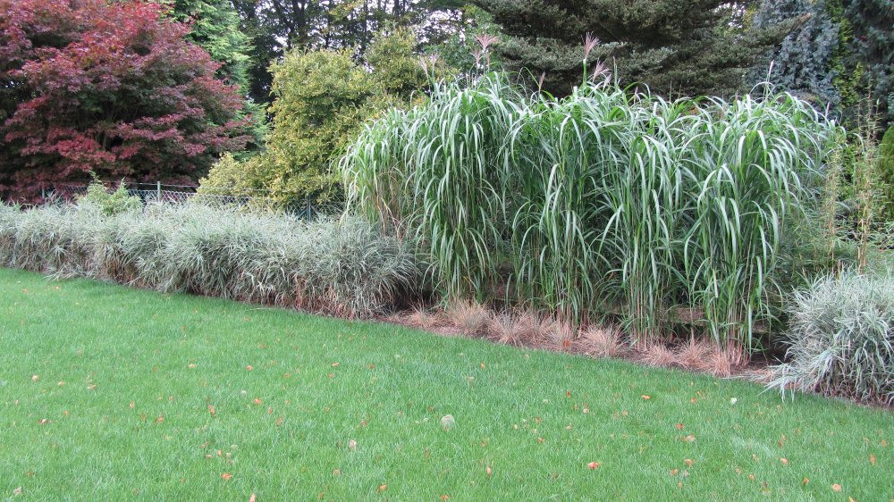 Gräser Im Garten
 Gräser Garten nach der Fertigstellung