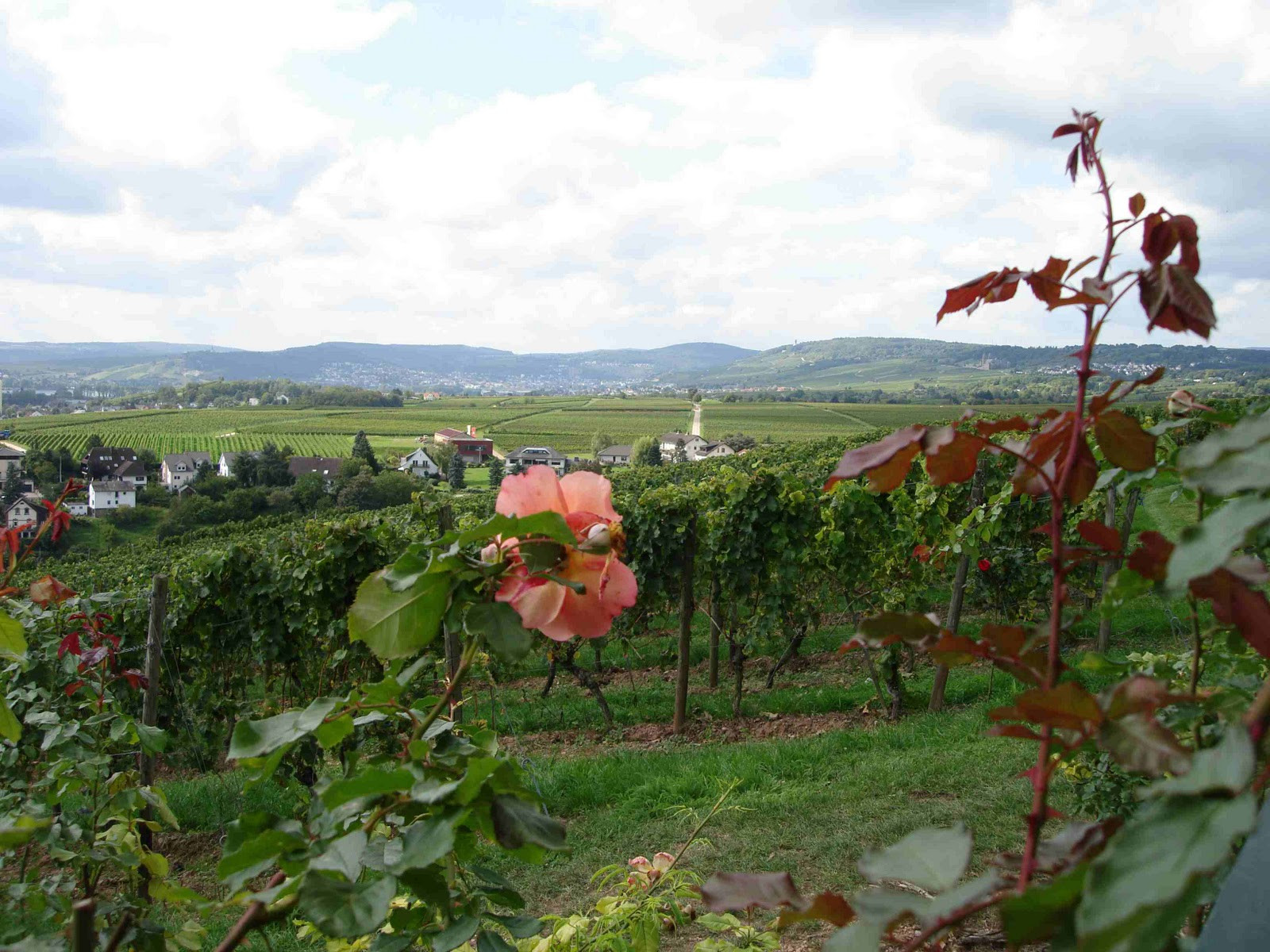 Gutsschänke Schloss Johannisberg
 bushcooks kitchen Besuchenswerter Blick Schloß Johannisberg