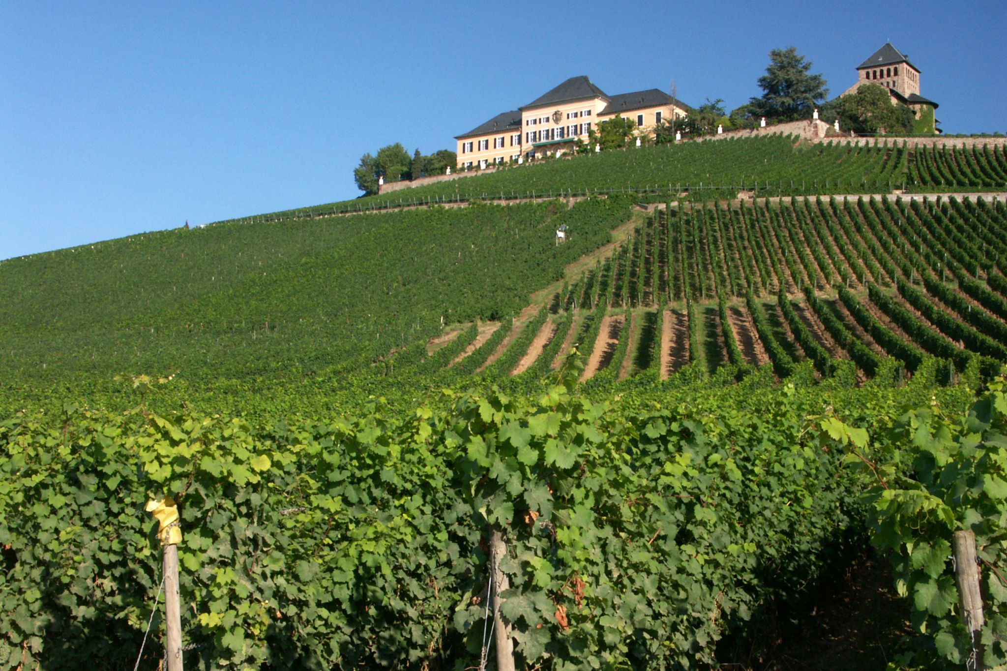 Gutsschänke Schloss Johannisberg
 Weingut Laquai