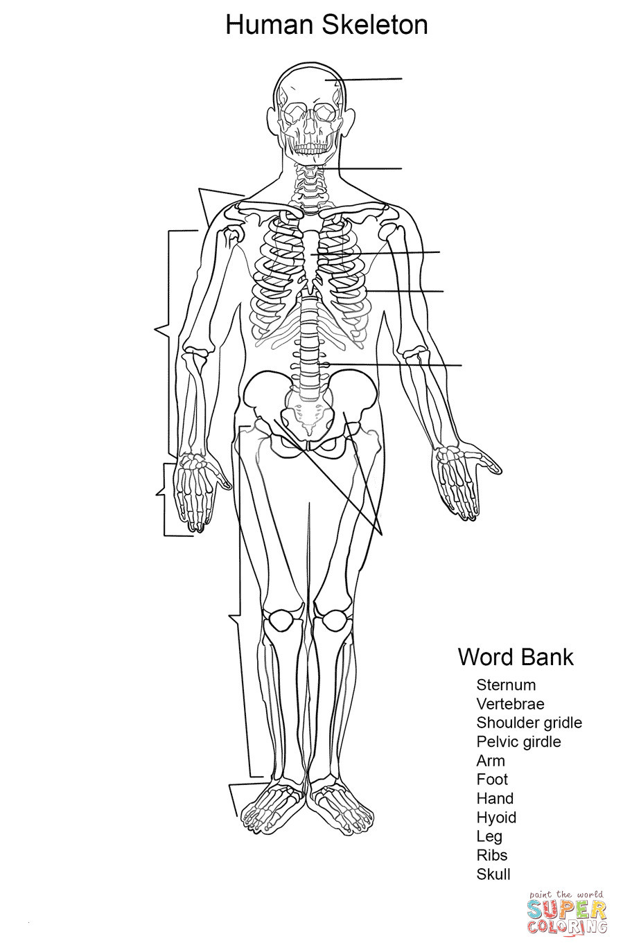 Halloween Ausmalbilder Skelett
 Skelett Arbeitsblatt erstaunliche skelett mensch