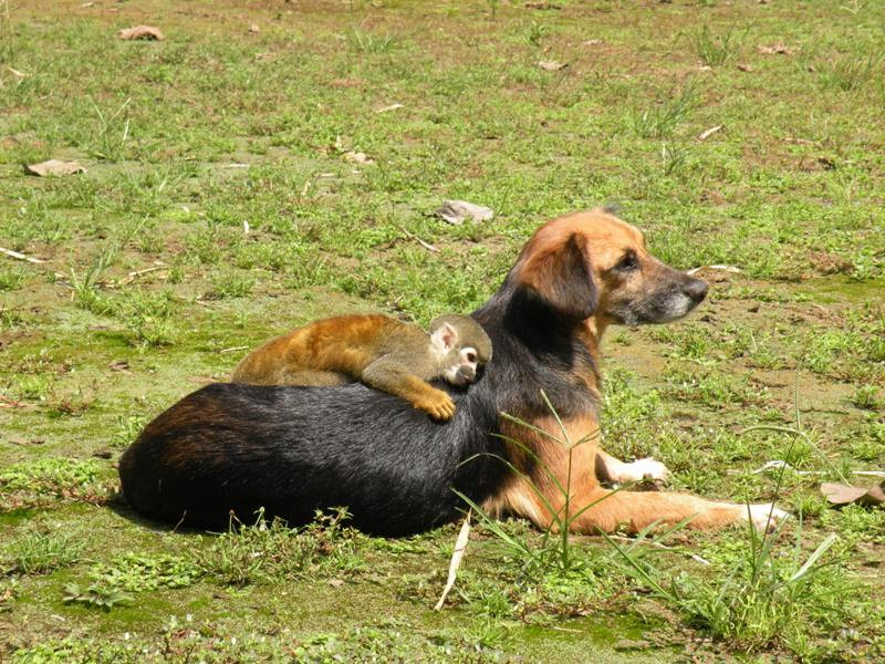 Haus Affe
 Der Hausaffe und der Haushund beide einander sehr
