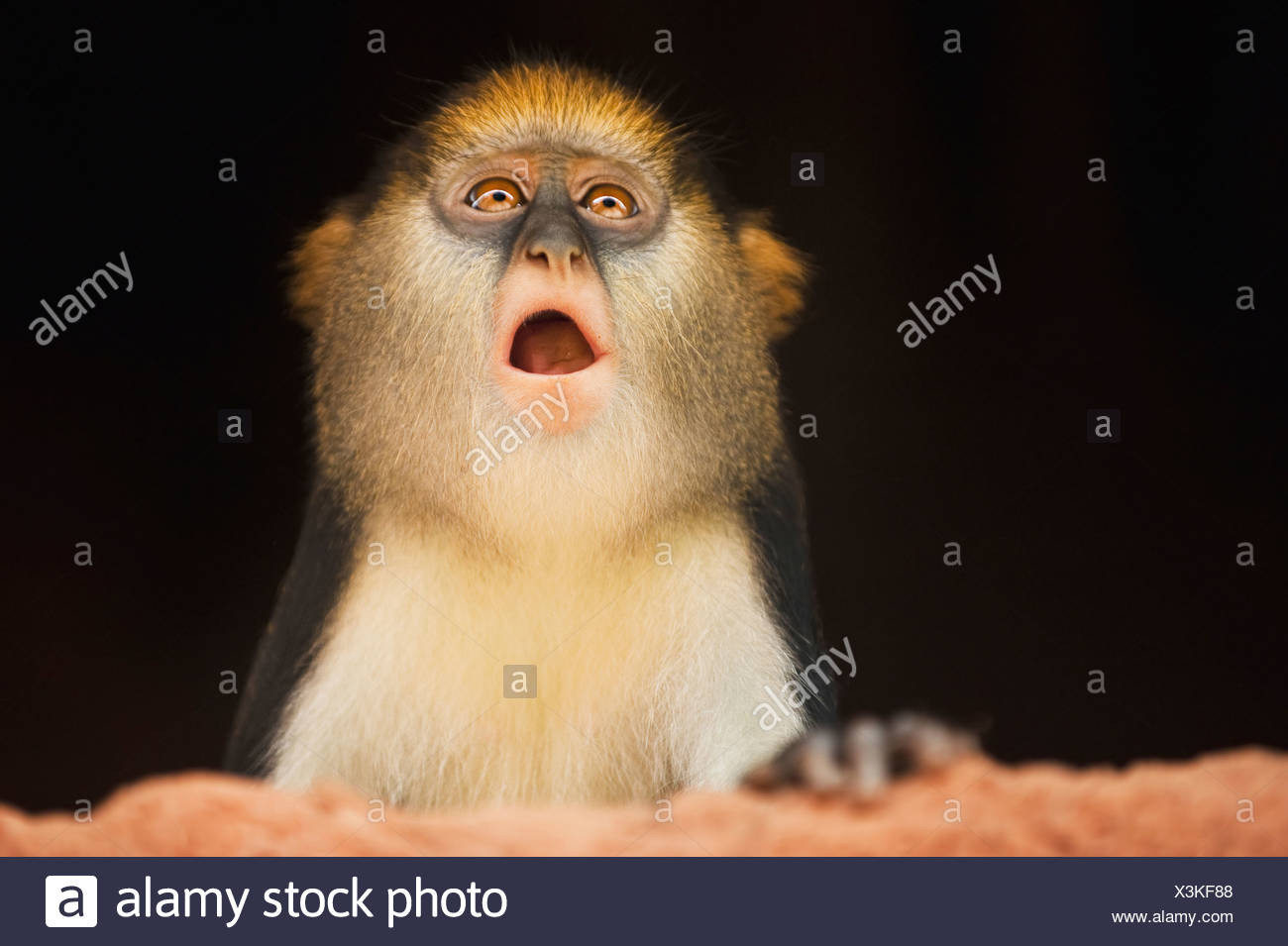 Haus Affe
 Monkey With Mouth Open Stockfotos & Monkey With Mouth Open