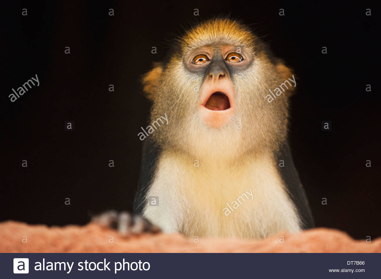 Haus Affe
 Monkey With Mouth Open Stockfotos & Monkey With Mouth Open