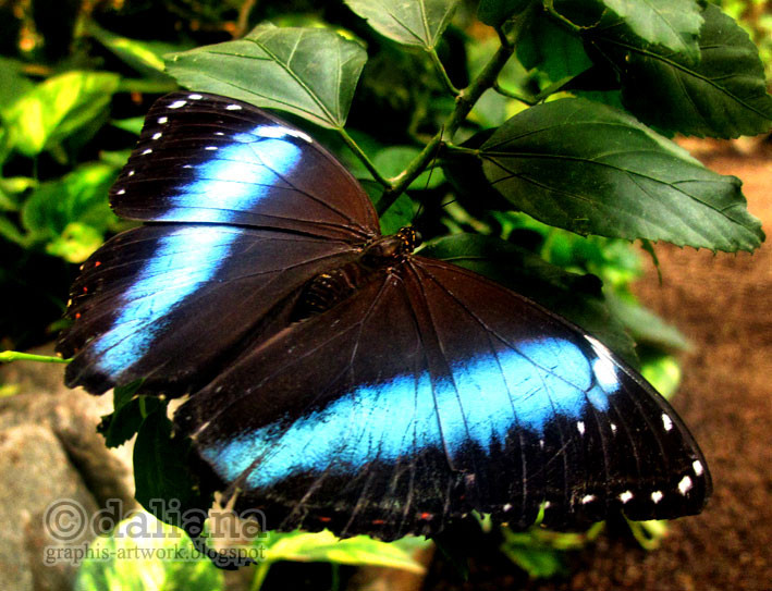 Haus Butterfly
 graphis Butterfly Castle Schmetterling Haus